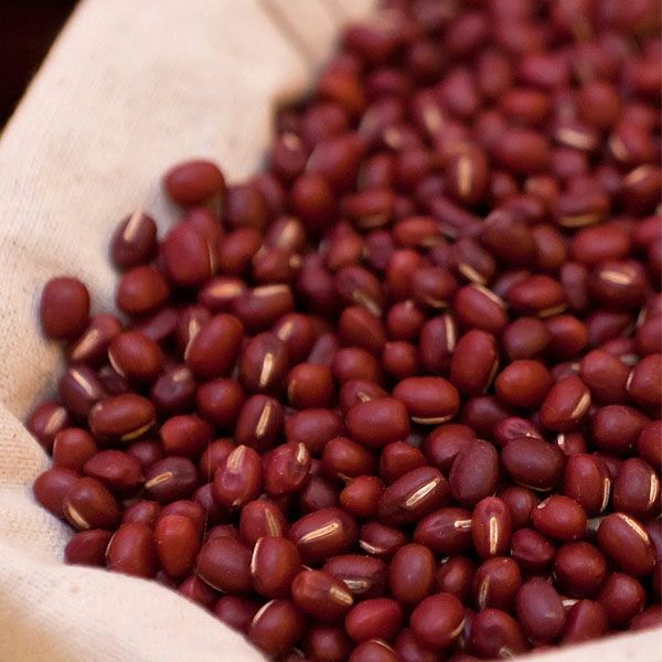 オーガニックコットン ローズマリージャージーフリルトップス